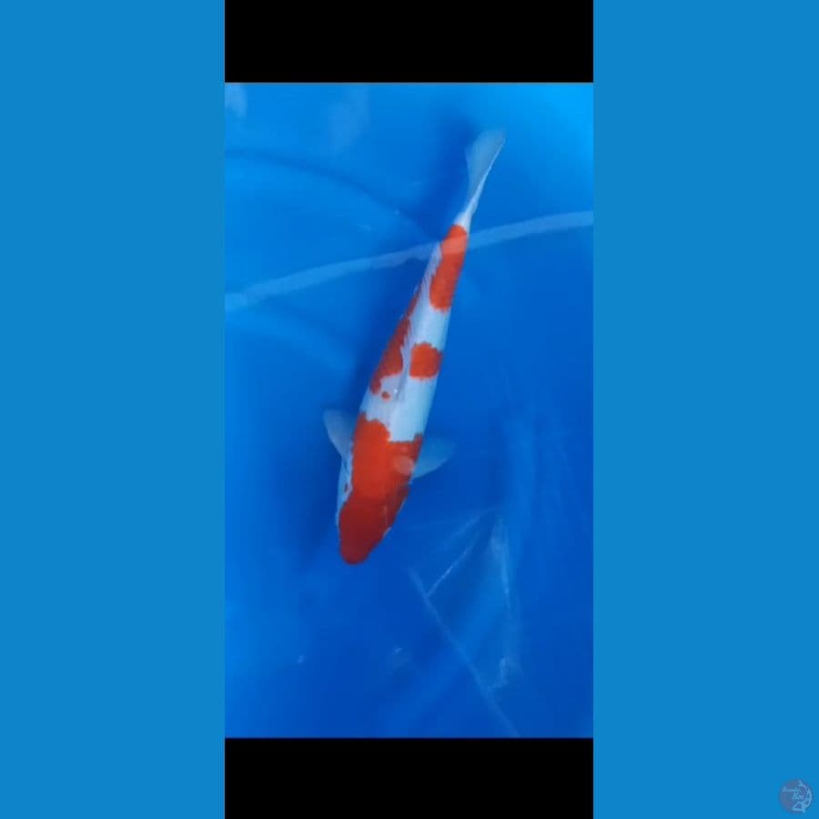 Kohaku original strong 41Cm M