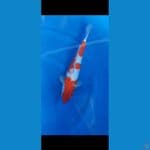 Kohaku original strong 41Cm M