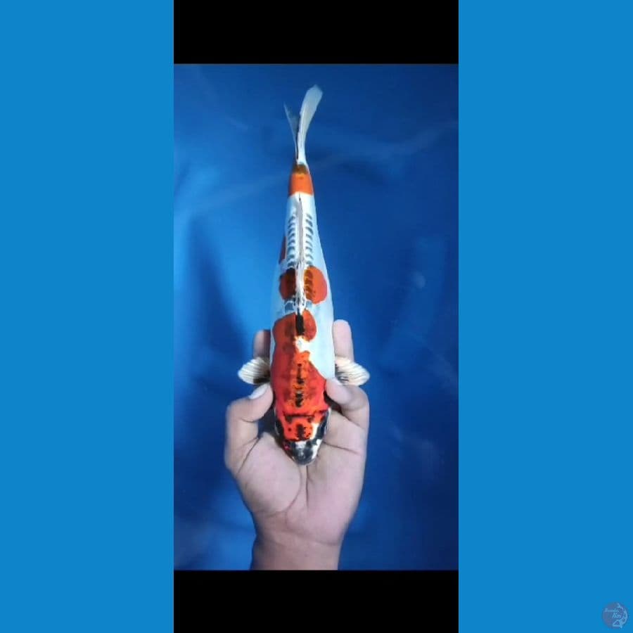 benikiko doitsu 26cm F