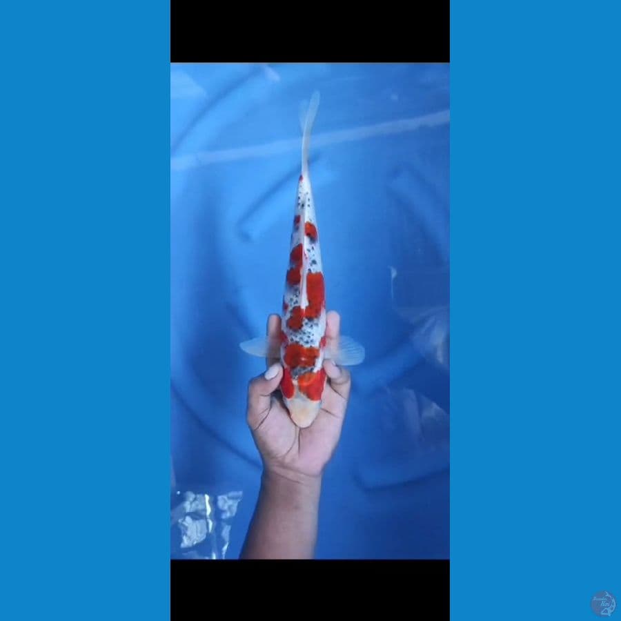 Gosiki 31Cm M