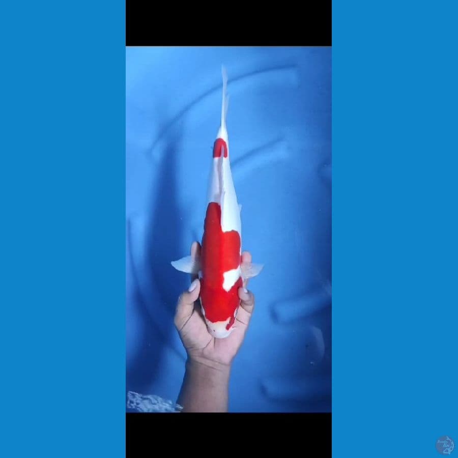 Doitsu murni 36Cm F