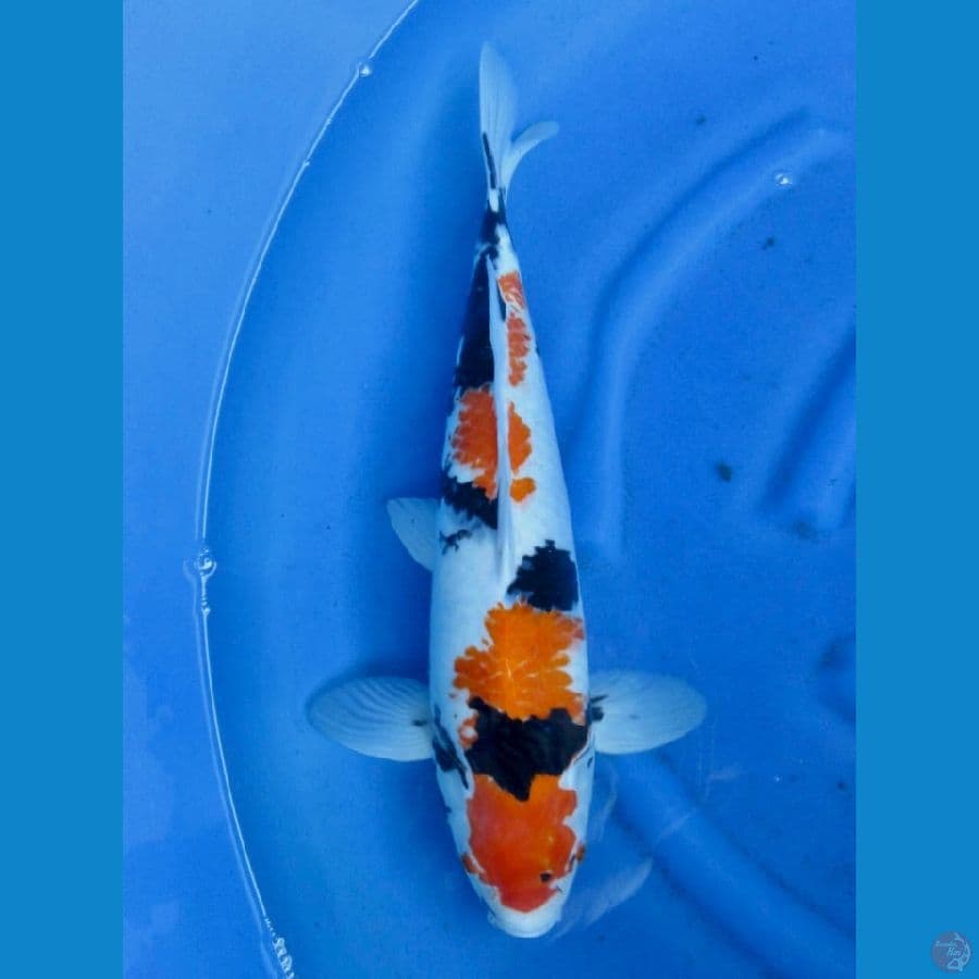 51cm - Jumbo Showa male 