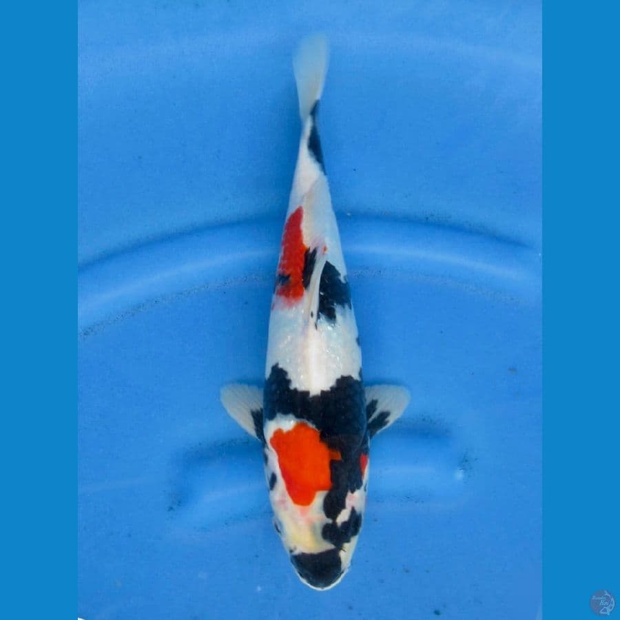 32cm - Red Showa