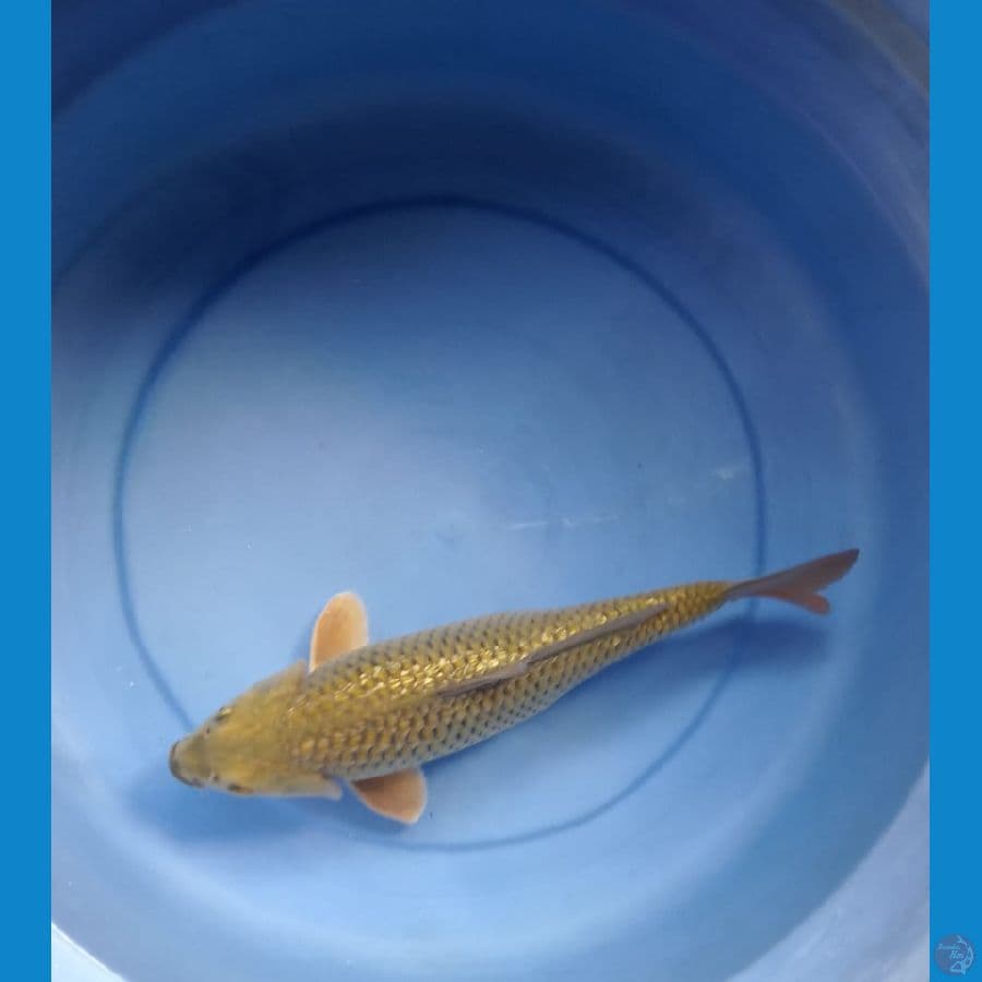 Midori 33