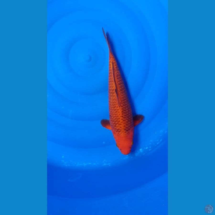 Karamel 35cm male SW