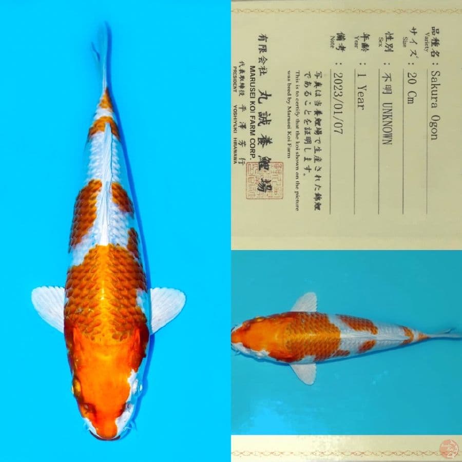 READY SHOW MARUSEI SAKURA OGON 30BU