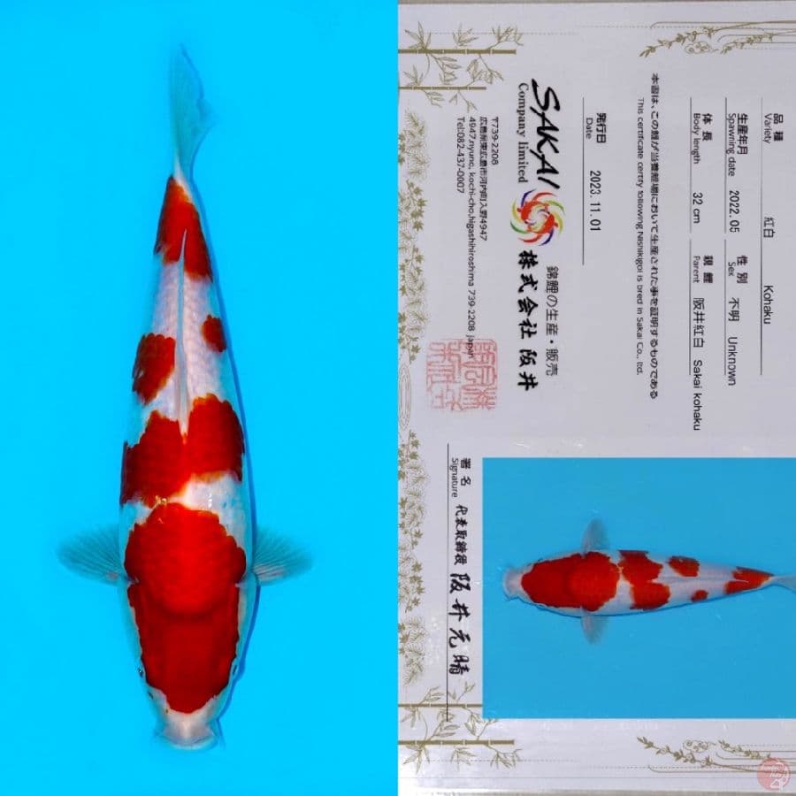 SAKAI YONDAN KOHAKU SQ 40BU