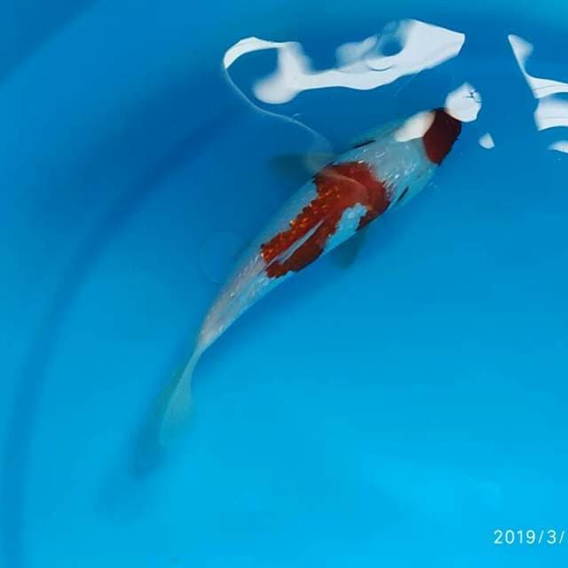 Kohaku gindrin