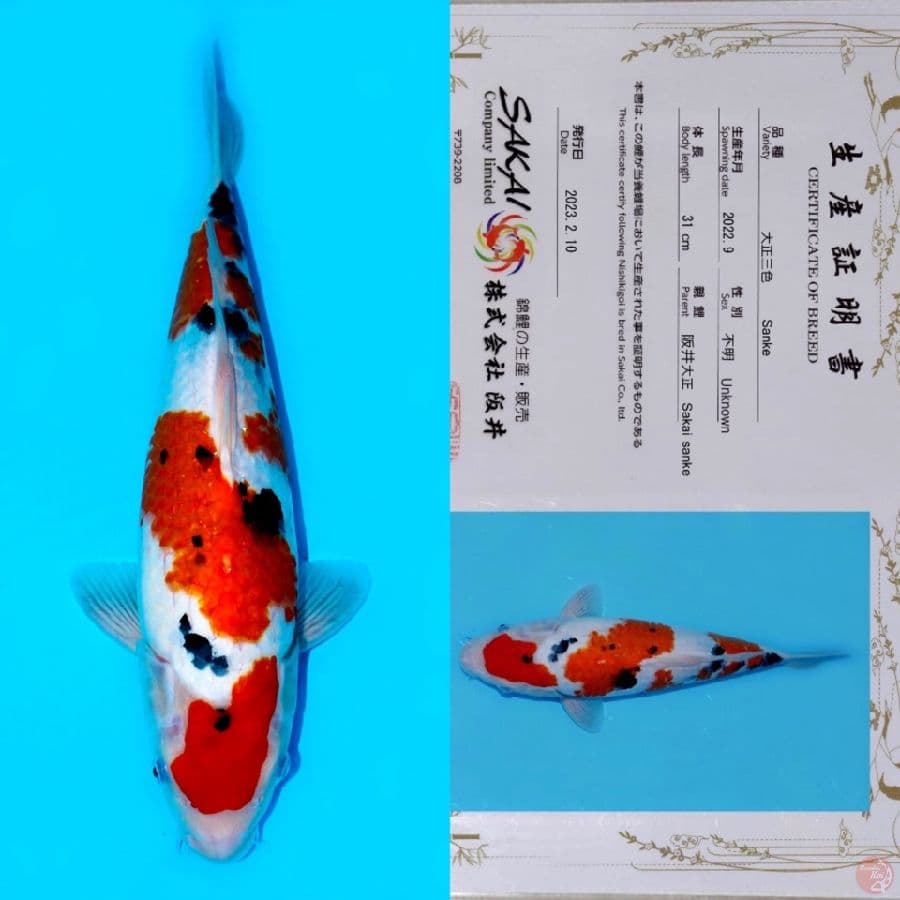 SAKAI SANDAN SANKE SQ 40BU