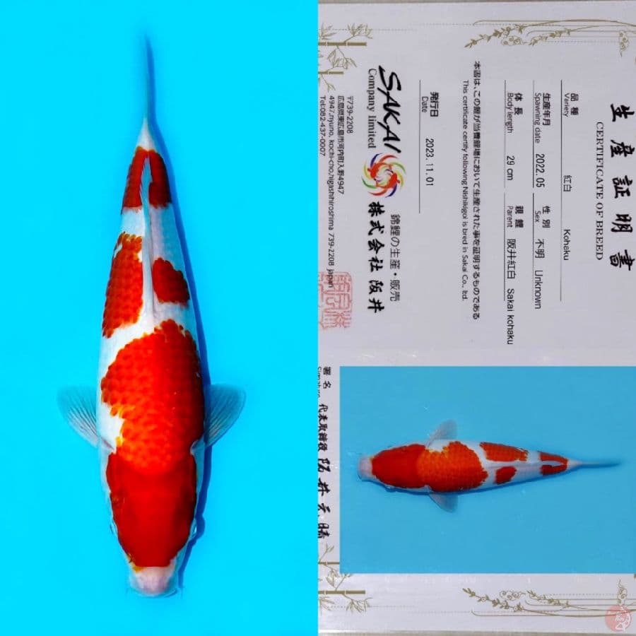 SAKAI SANDAN KOHAKU SQ 40BU