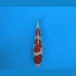 Kohaku 3 Step HQ merah strong 
