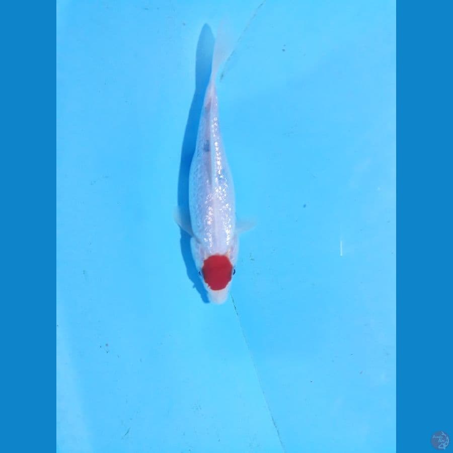 T.sanke gindrin 20cm