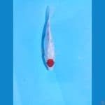 T.sanke gindrin 20cm