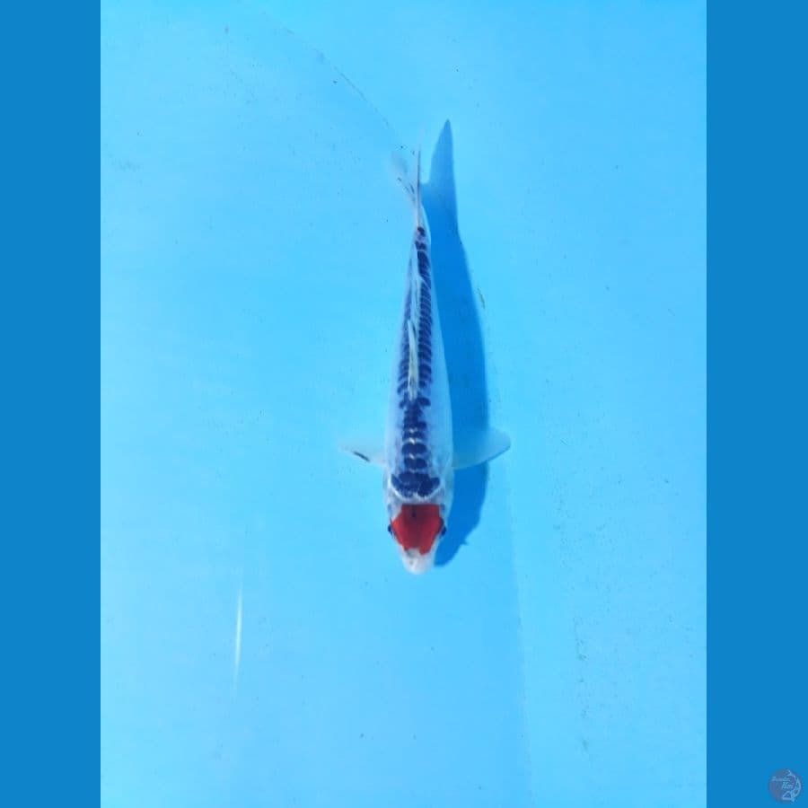 Tancho 16cm