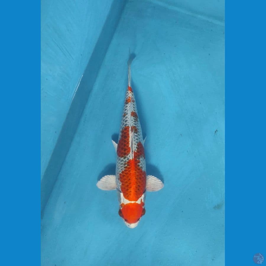 kujaku 28cm.male