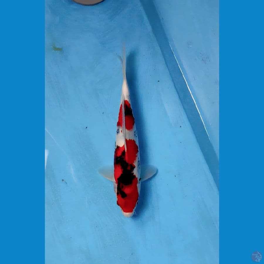 showa jantan 32cm...male