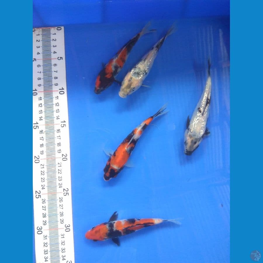 showa shiro ginrin 13-14cm