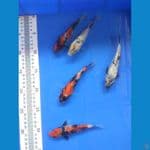 showa shiro ginrin 13-14cm