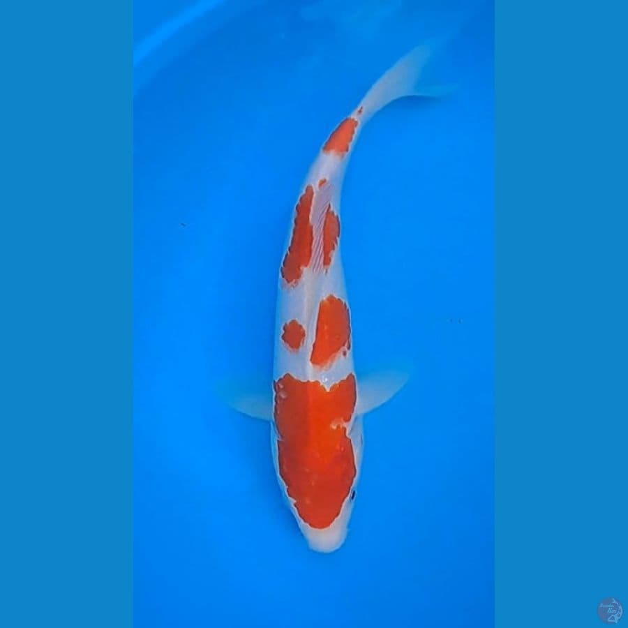 kohaku 30 Cm