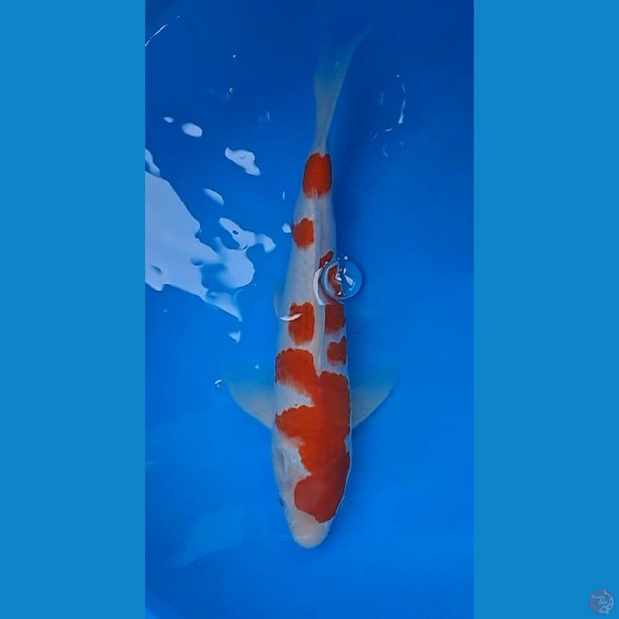 Kohaku