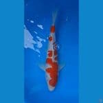 Kohaku