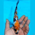 16cm Showa ginrin
