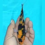 Hi Showa 16cm
