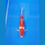 KOHAKU 45CM