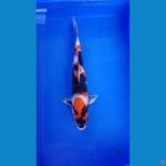 SHOWA 45CM