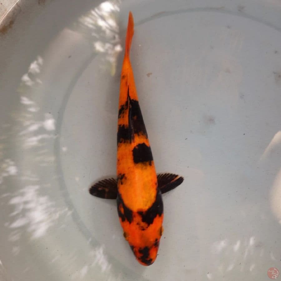 hi utsuri bersih 23cm