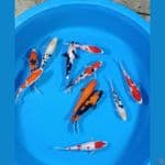 Mix koi Premium 15cm