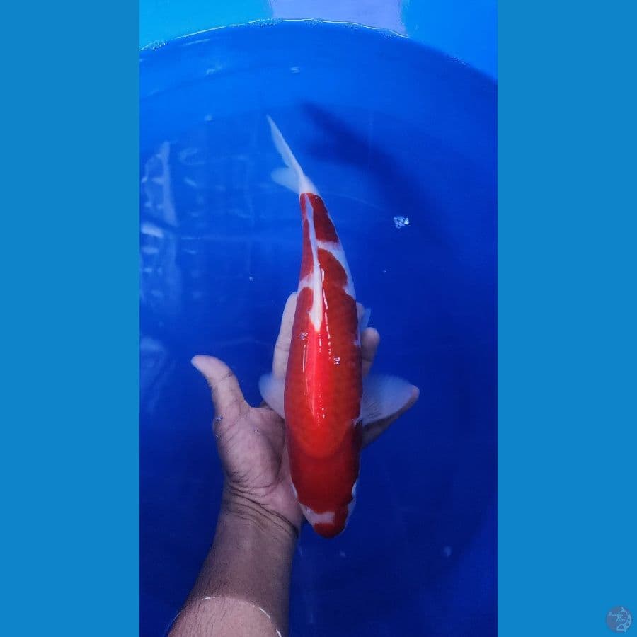 34cm kohaku merah strong