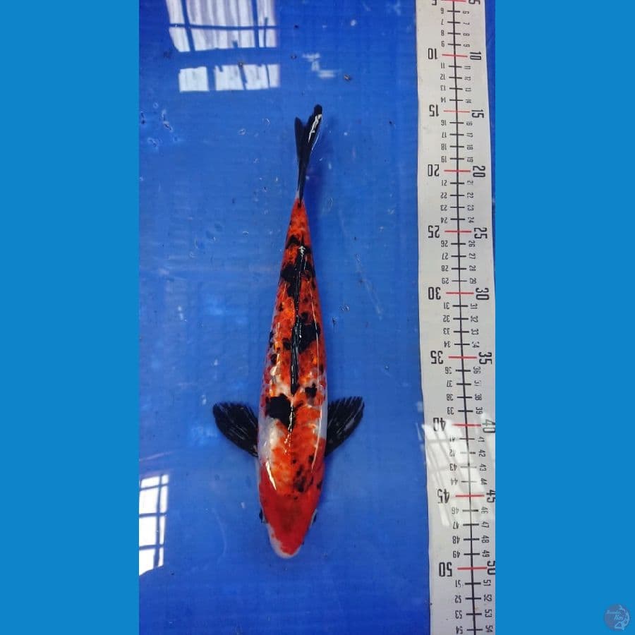30cm showa Ginrin