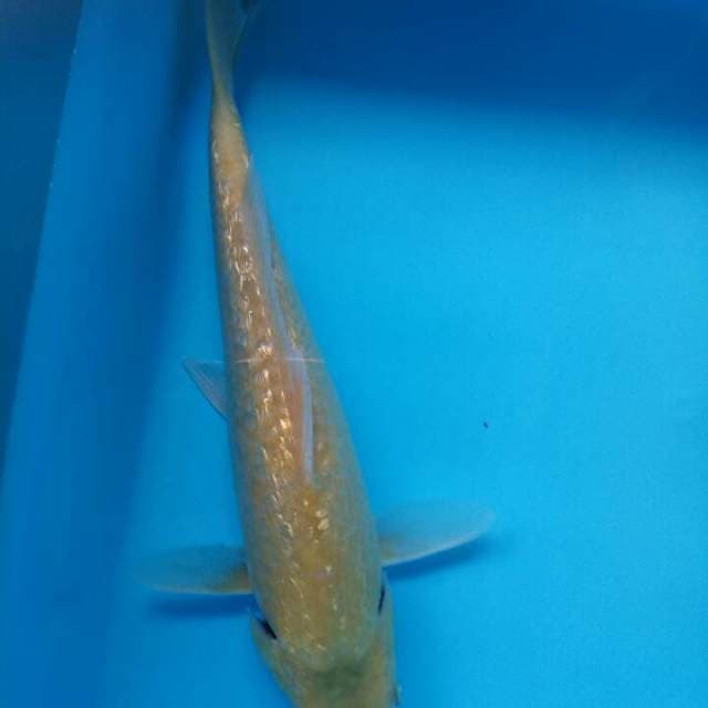 29cm karasi ginrin