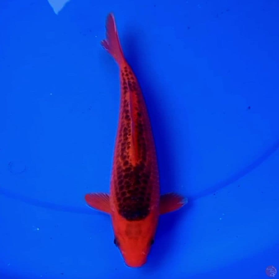 25cm AKA MATSUBA