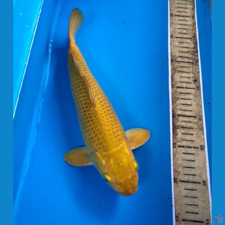 midori body torpedo 33cm