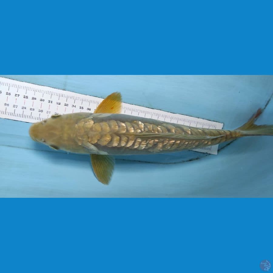 aragoke midori gold SQ 34cm jantan