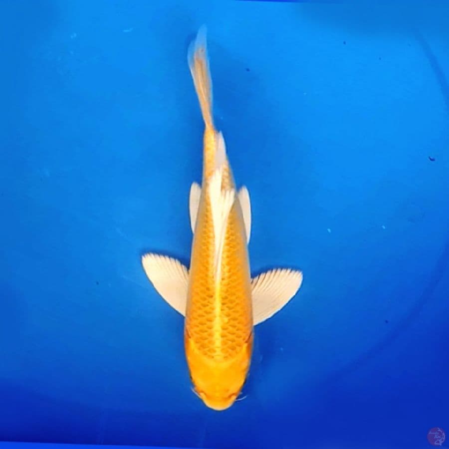 27cm BUTTERFLY YAMABUKI OGON