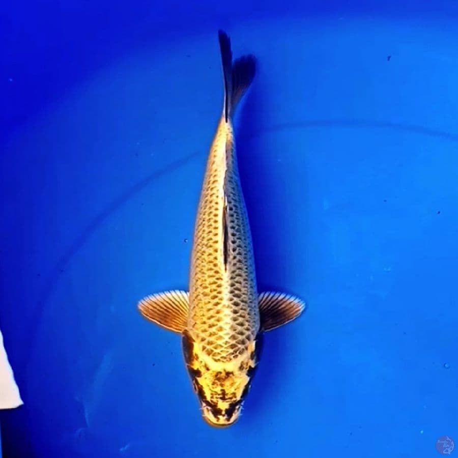 28cm GOLD MUKASI