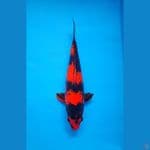 Hi Utsuri, Male 35 cm Ready Show
