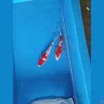 MK - PAKET 2 EKOR KOHAKU 28 CM