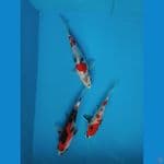 MK - Paket tategoi Showa 20-24-25 cm