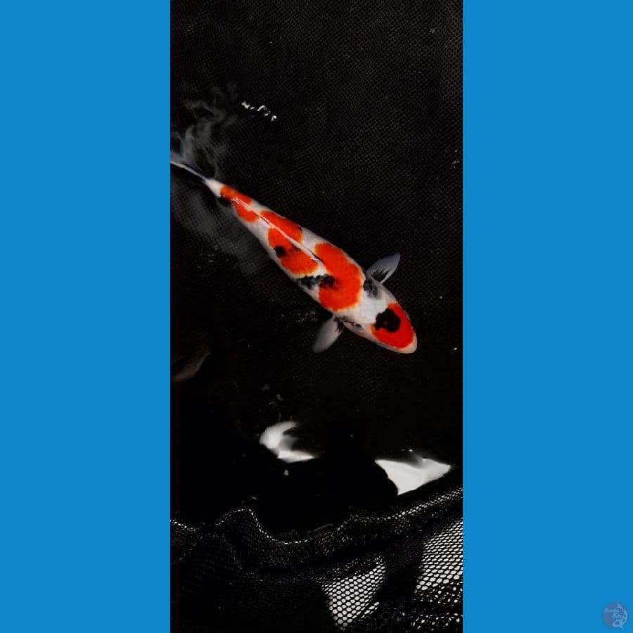 super quality Showa 30cm