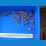 showa ginrin 13-14cm