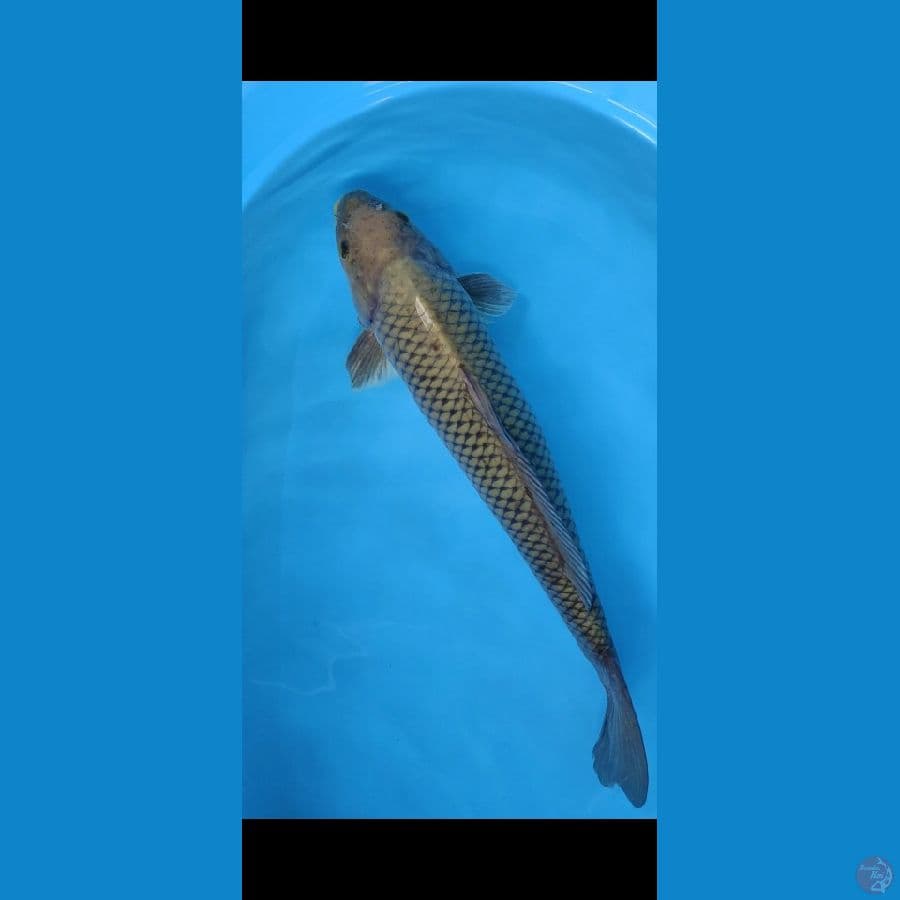 Sora Klasik 55cm