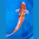 Goshiki 58cm Male 