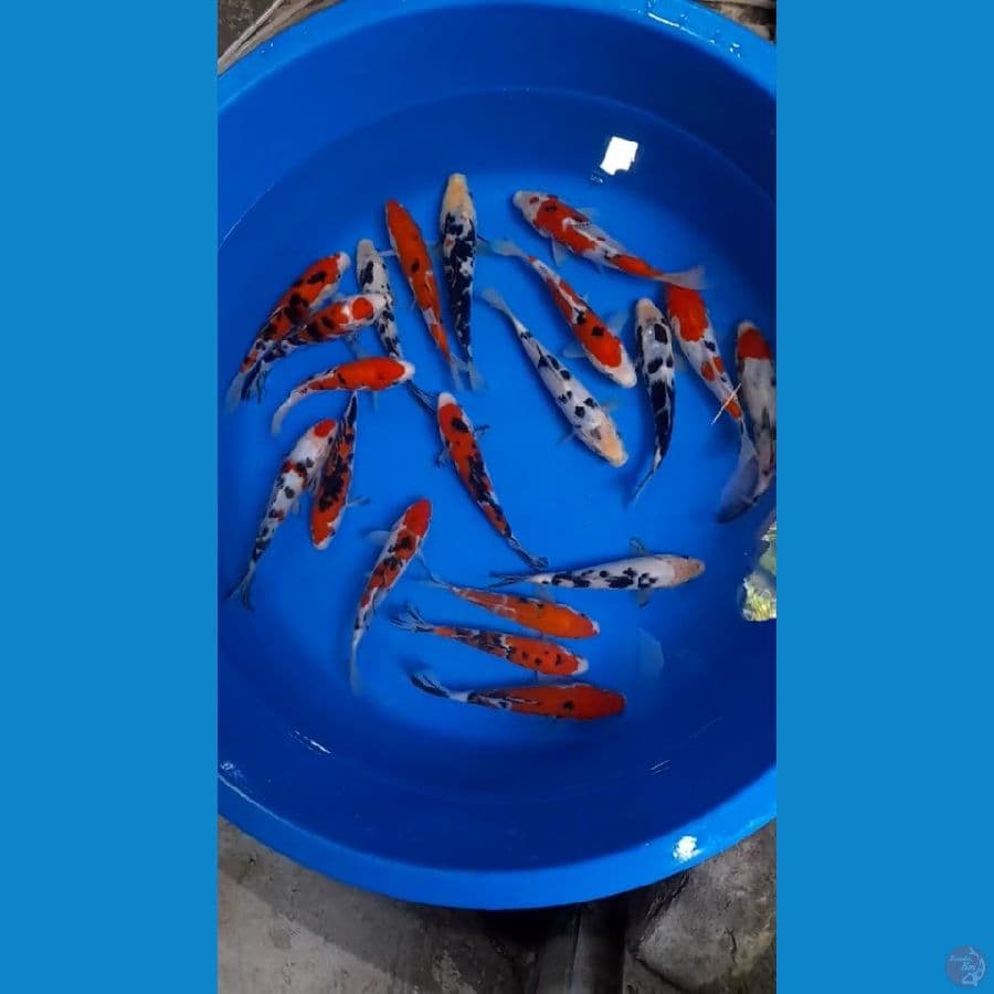 mix 20ekor 15-18cm