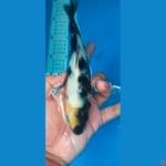 shiro utsuri 18 cm