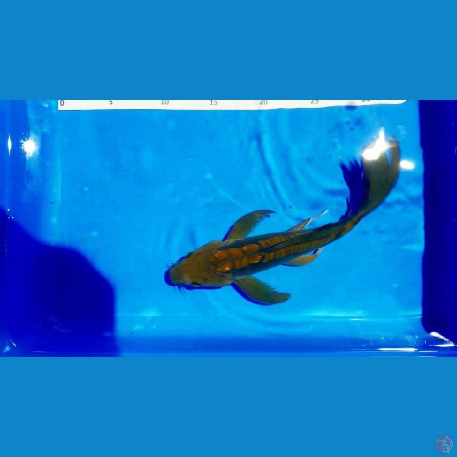 cagoi selayer 25cm male 