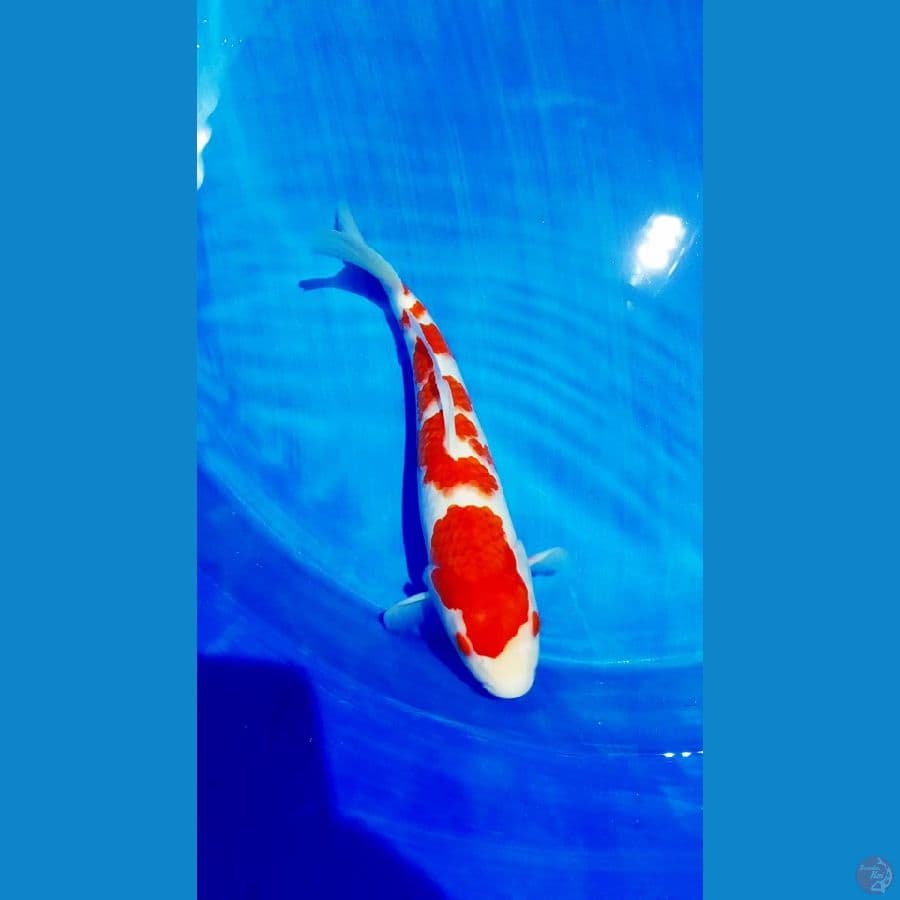 38 cm 